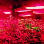 LED Grow Light