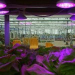 LED Grow Light