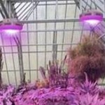 LED Grow Light